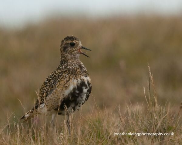 Golden Plover