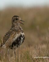 Golden Plover