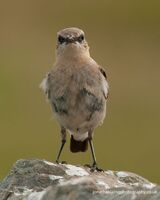 Wheatear portrait