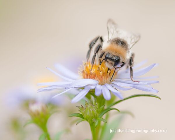Bumblebee on a flower