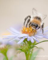 Bumblebee on a flower