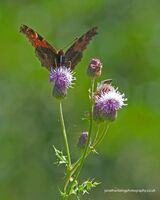 Peacock butterfly