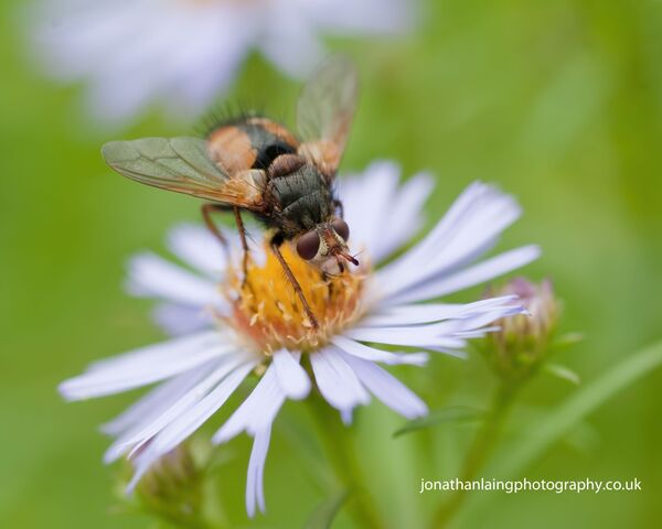 Tachinid fly on flower
