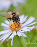 Tachinid fly on flower