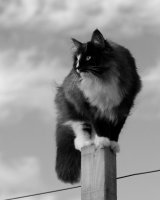 Fenella on lookout