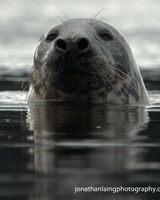 Grey seal portrait