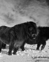 shetland ponies in winter