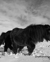 shetland ponies on the move