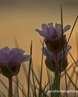 Sea pinks (thrift)
