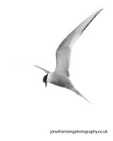 Arctic Tern in flight