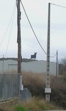 Bull, on Way to Najera