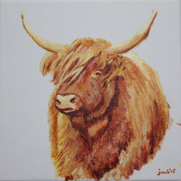 Highland cow; NFS