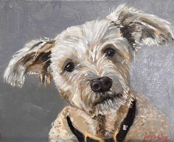 Ted the dog: gifted