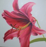 Stargazer lily; sold