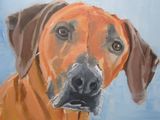 Lily the Rhodesian Ridgeback; gifted