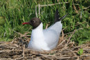 Black headed Gull on Nest