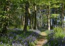 Bluebell Wood, Tarvit