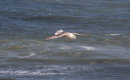 Flying Fulmar