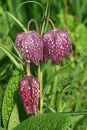 Fritillary