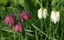 Fritillary 2