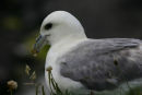 Fulmar