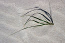 Grass, Barra
