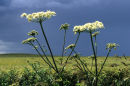 Hogweed
