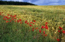 Poppies and Corn