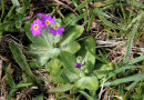 Primula Scotica