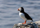 Puffin