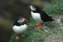Puffins, Shetland