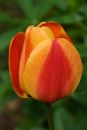 Single Tulip