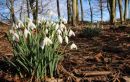 Snowdrops 1