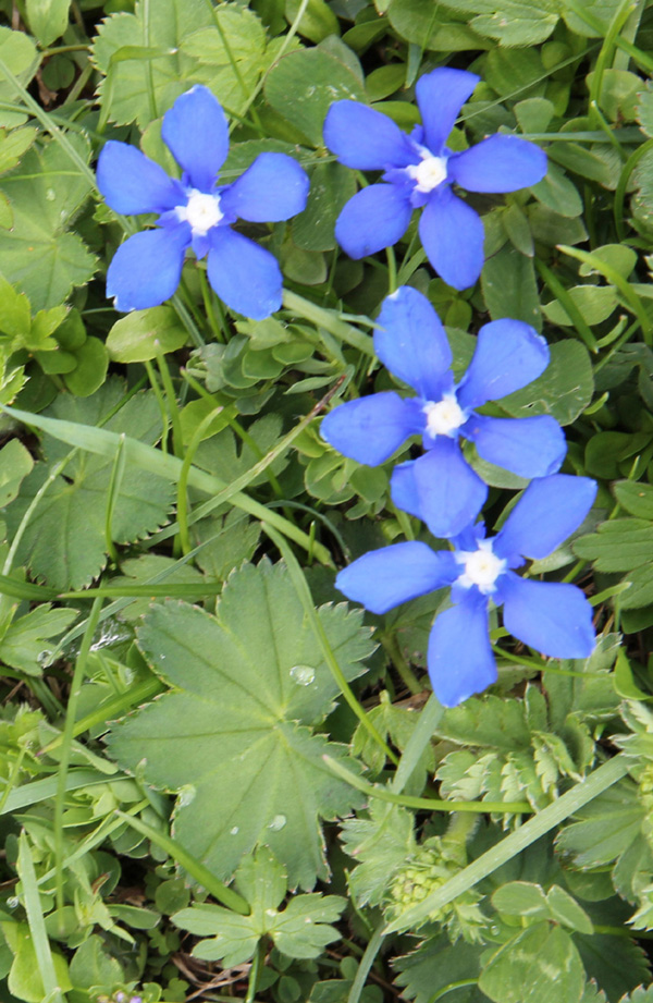 Gentians