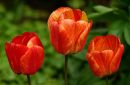 Three Tulips
