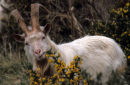 goat eating gorse