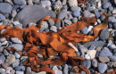 orange seaweed