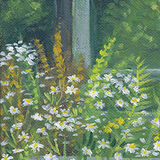Motorway Daisies white daisies with bright green leaves grow up along the edge of a motorway, surrounding a road sign.