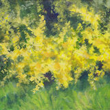Forsythia