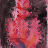 Euphorbia