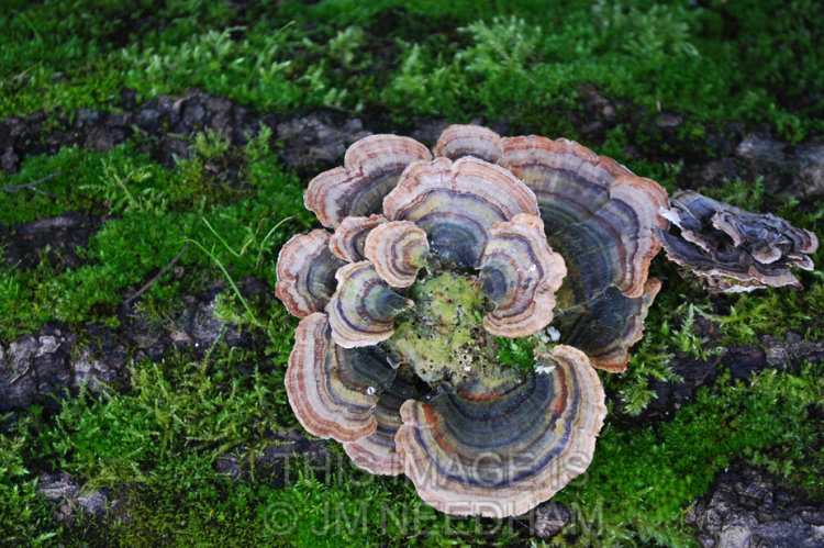 Mushroom and Moss