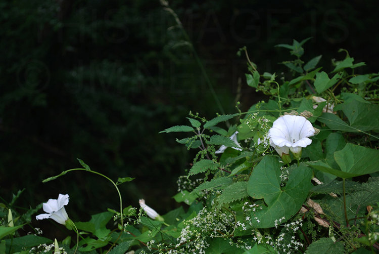 Flowers By The River