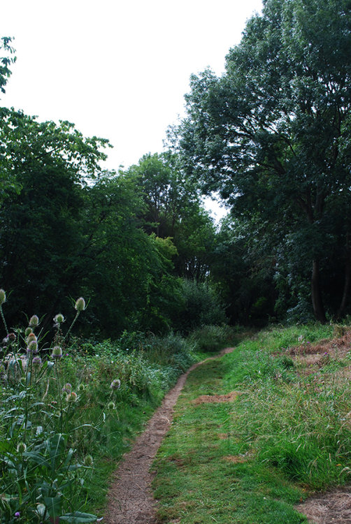 Into The Trees