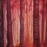 Red Birch Wood