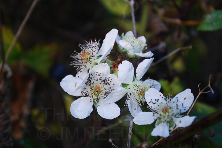 Among The Berries
