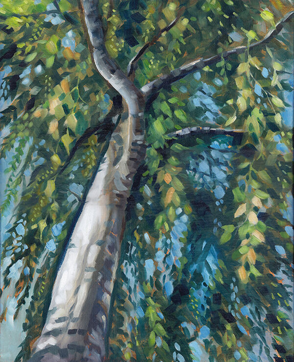 Silver Birch