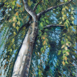Silver Birch