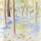 Bluebells at Panshanger Park a coloured pencil sketch of bluebells in the woods