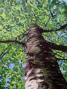 Nevilles Beech Tree