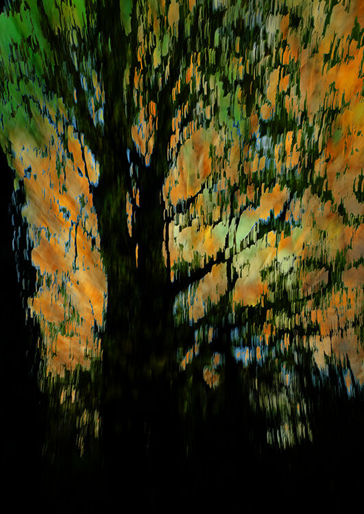 Autumn Fire